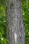 White oak